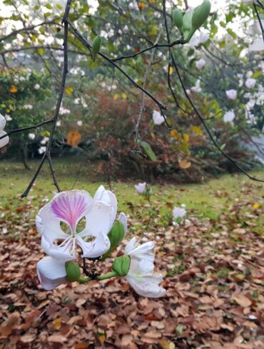三月初，滿樹白花羊蹄甲盛開(攝影/游旨价)