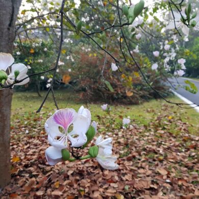 三月初，滿樹白花羊蹄甲盛開(攝影/游旨价)