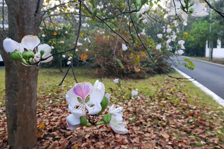 三月初，滿樹白花羊蹄甲盛開(攝影/游旨价)