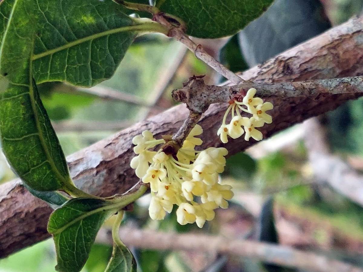 採桂花除了眼力，手巧，更要耐心。(攝影/譚玉芝)