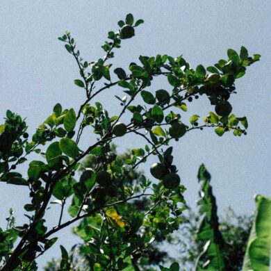 首圖(攝影/Badagaw)