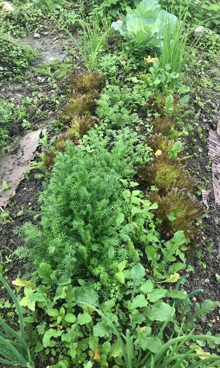 蔬菜與香草共榮，在這個菜畦中有羅馬洋甘菊、芝麻菜、火焰萵苣、珠蔥、高麗菜。（攝影／陳牖心）