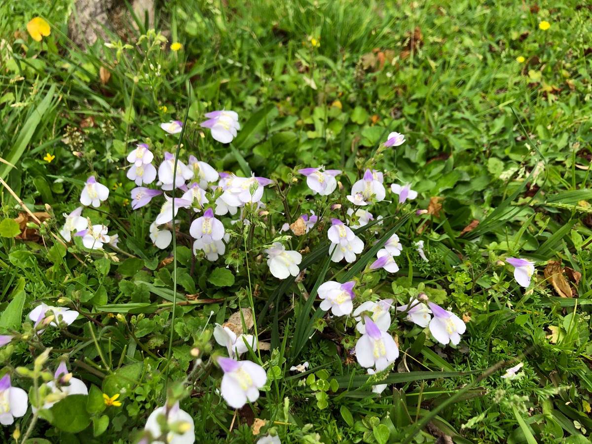 原來常見的通泉草有兩種，花小而白，單株生長的叫「通泉草」（Mazus pumilus）；花大而紫，能藉由走莖蔓延的叫「佛氏通泉草」（Mazus fauriei）(攝影/黃瀚嶢)