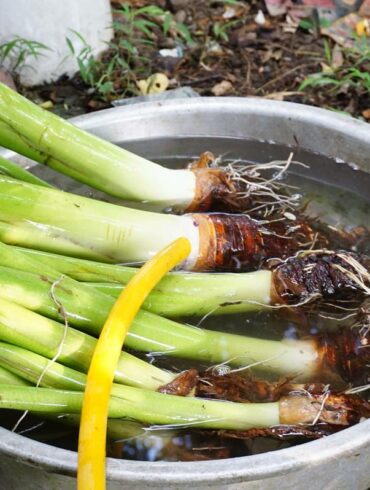 「芋槐」是每年必出的菜色：連接芋頭往芋葉那一小段莖，和小塊芋頭一起墩煮，熬至稠狀。(攝影/廖昀靖)