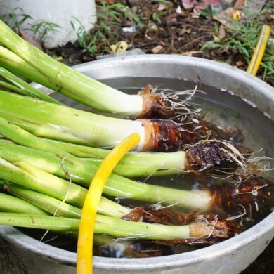 「芋槐」是每年必出的菜色：連接芋頭往芋葉那一小段莖，和小塊芋頭一起墩煮，熬至稠狀。(攝影/廖昀靖)