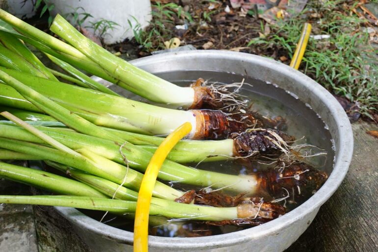 「芋槐」是每年必出的菜色：連接芋頭往芋葉那一小段莖，和小塊芋頭一起墩煮，熬至稠狀。(攝影/廖昀靖)