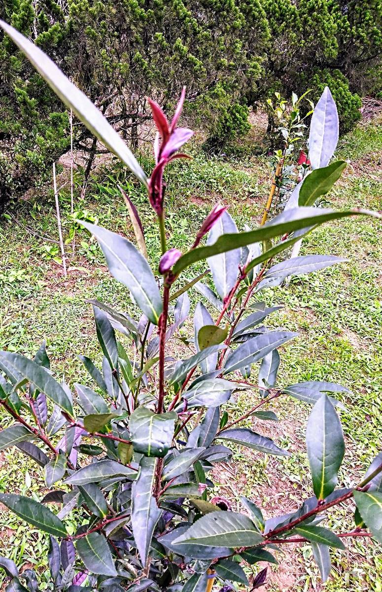 十幾株紫芽們，抽高得至肩膀處，芽尖處也如其名，深紫得帶點暗紅色，油亮地暗暗在發光似的。(攝影/汪彥君)