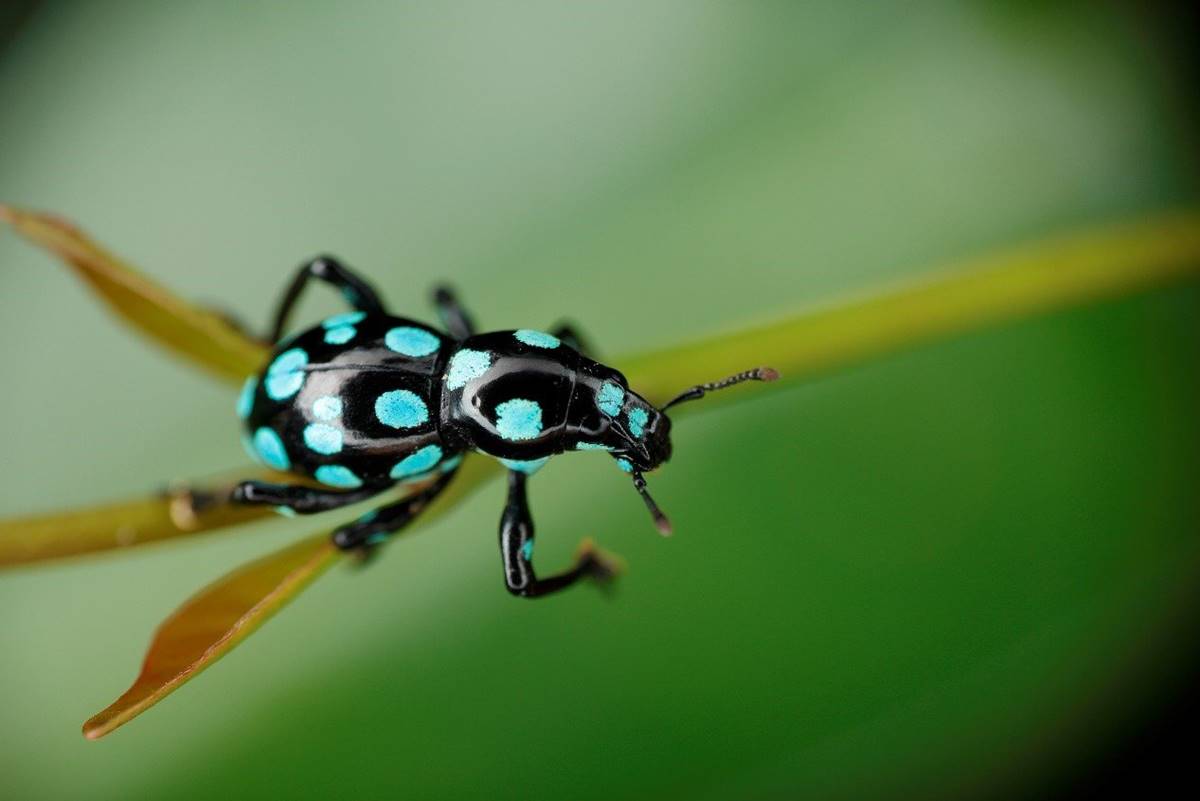 大圓斑球背象鼻蟲 (Pachyrhynchus sarcitis)