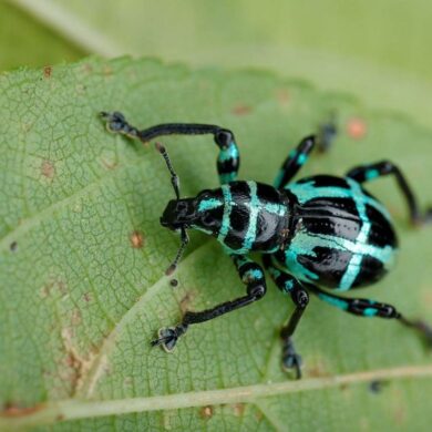 條紋球背象鼻蟲 (Pachyrhynchus sonani)