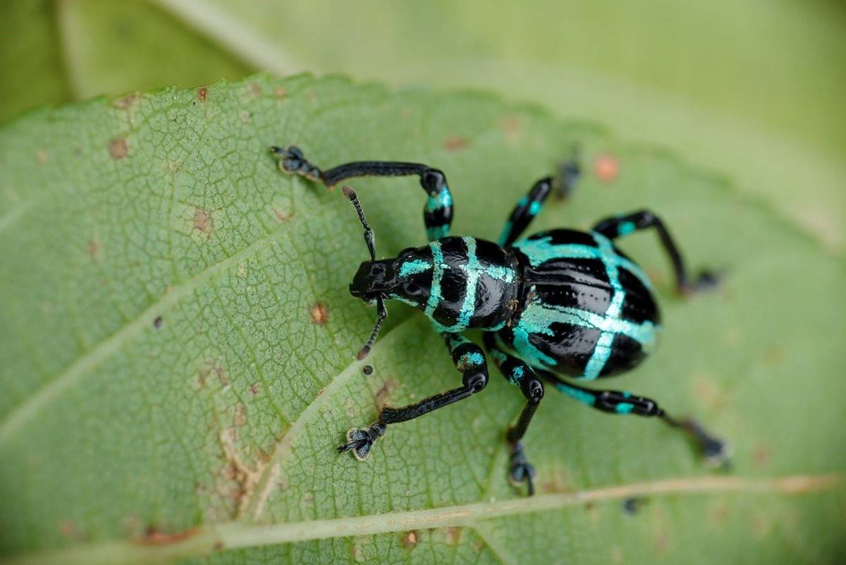 條紋球背象鼻蟲 (Pachyrhynchus sonani)