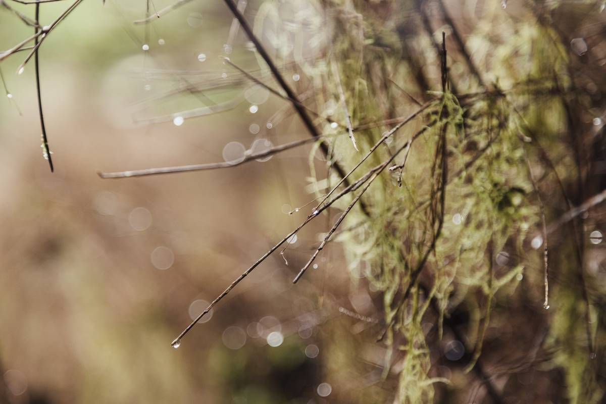 雨霧朦朧之時，山的野性益發鮮明。（攝影：顏歸真）