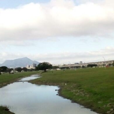 河濱公園野花草繁茂。（攝影／周姚萍）