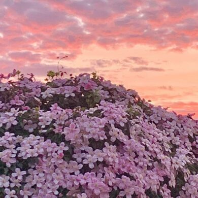 （攝影／林仁筑）