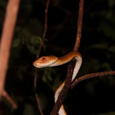 夜觀中最常讓人懼怕又興奮的莫過於遇到蛇(攝影/許哲齊)