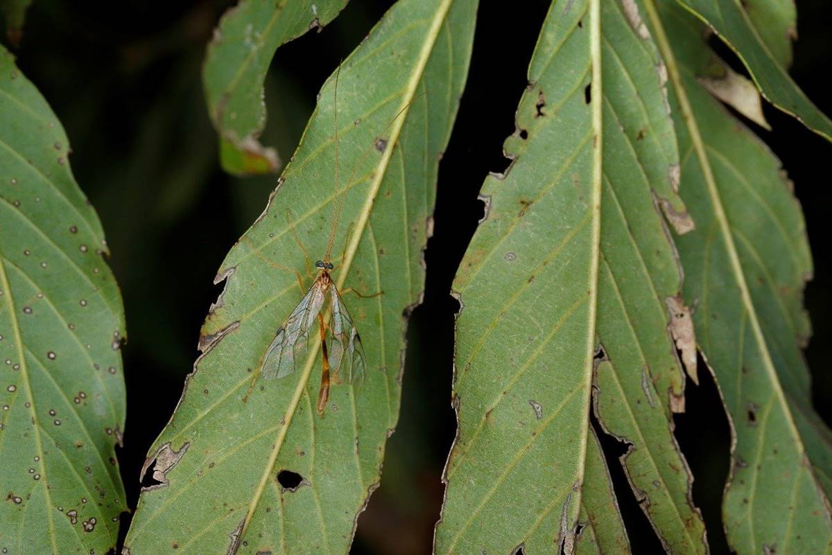 晚上出來的姬蜂（Leptophion sp.）在白天非常難觀察。(攝影/林翰羽)