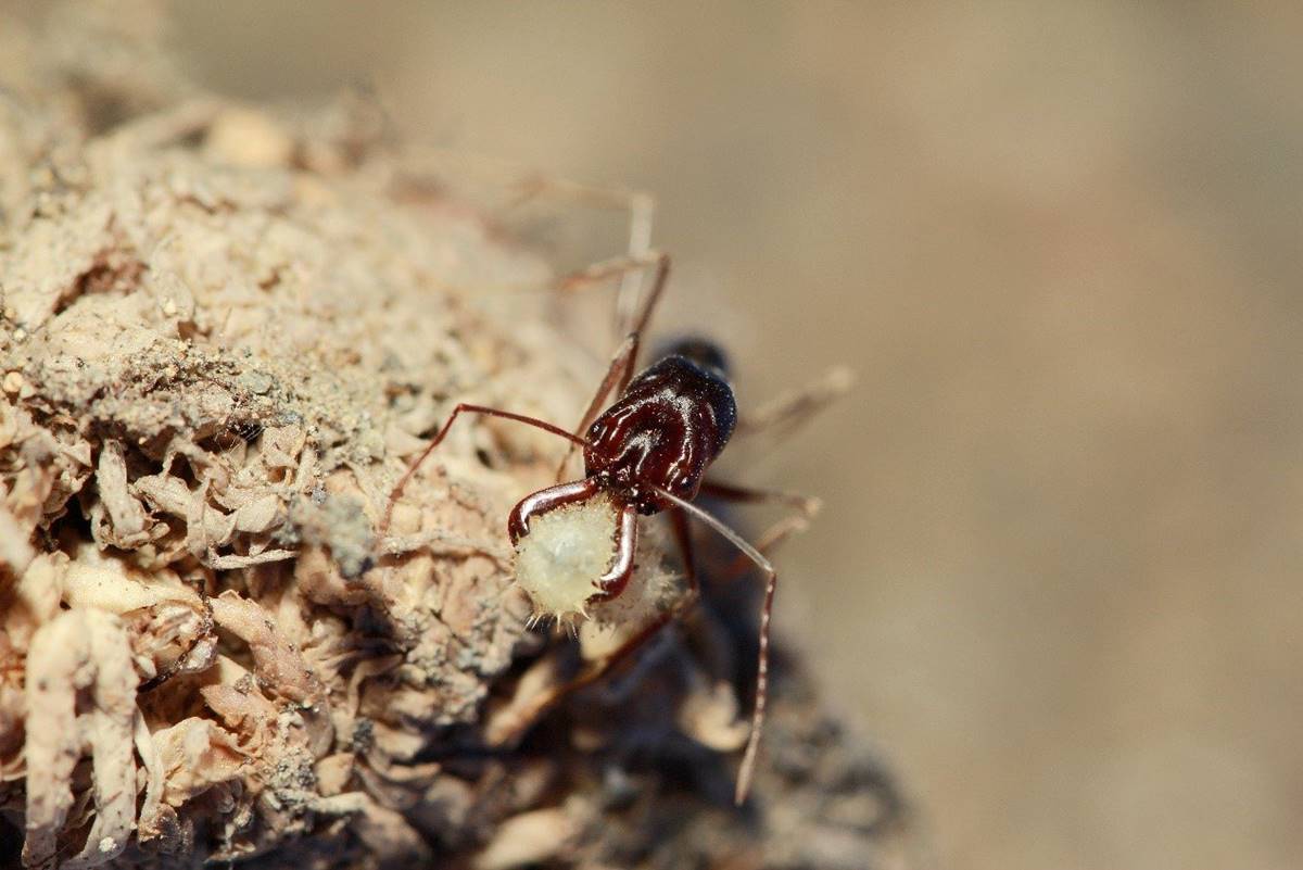 高山鋸針蟻（Odontomachus monticola）的工蟻有著非常誇張的大顎。(攝影/林翰羽)