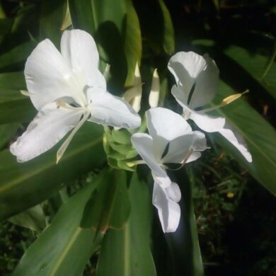 野薑花展翅生香(攝影/周姚萍)