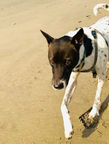 （攝影／童育園）