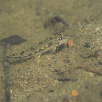 （攝影／李政霖）