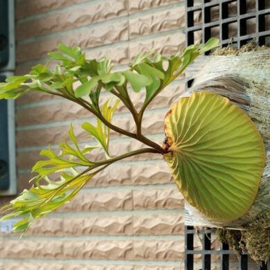 亞洲猴腦鹿角蕨（Platycerium ridleyi）的包覆狀蒐集葉，在原生地會與螞蟻共生。(攝影/林翰羽)