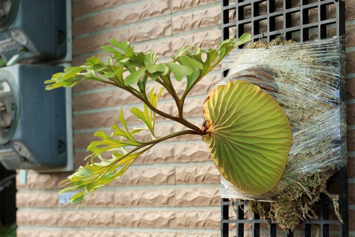 亞洲猴腦鹿角蕨（Platycerium ridleyi）的包覆狀蒐集葉，在原生地會與螞蟻共生。(攝影/林翰羽)