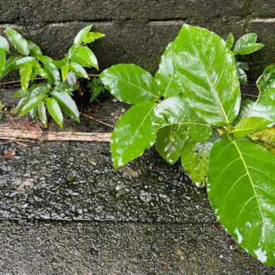 （攝影／姚若潔）