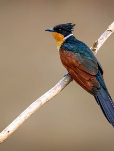 栗翅鳳鵑 Chestnut-winged Cuckoo。(shutterstock 圖庫授權啟明出版)