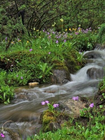 四川橫斷山的報春花海，報春花是北半球溫帶地區最美麗的春花之一。(攝影/游旨价)