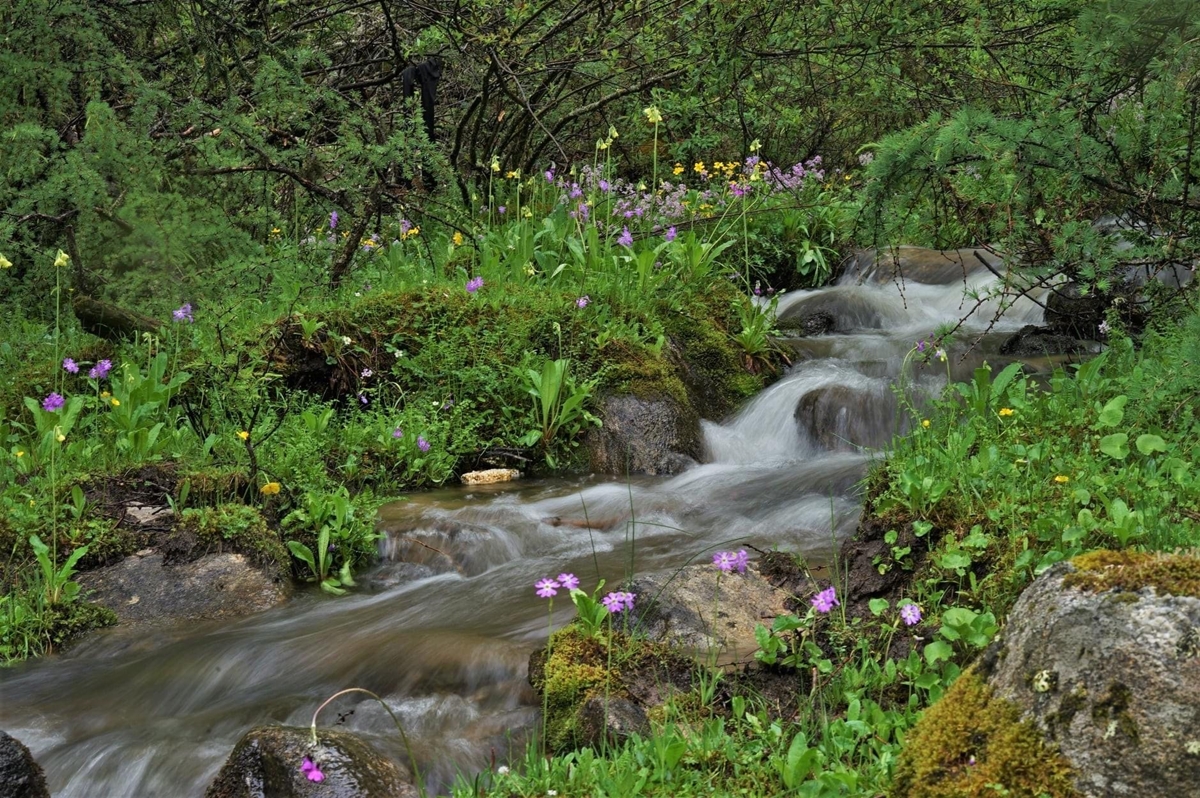 四川橫斷山的報春花海，報春花是北半球溫帶地區最美麗的春花之一。(攝影/游旨价)