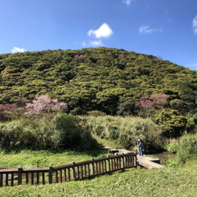 二子坪一帶的天然林。(攝影/黃瀚嶢)