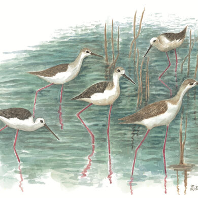 田間覓食的高蹺鴴（圖片提供：林麗琪╱春山出版）