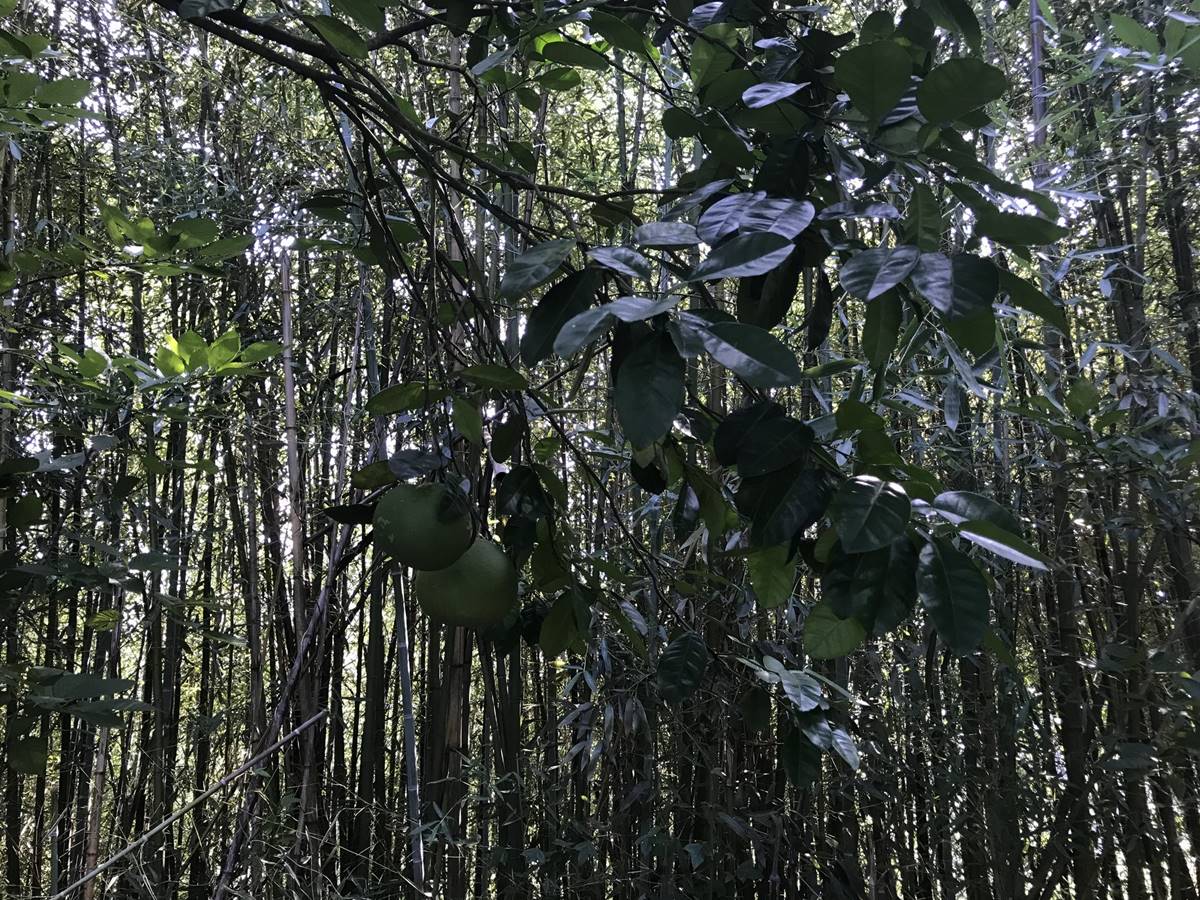 副刊二四九期 | 燎原之醞釀