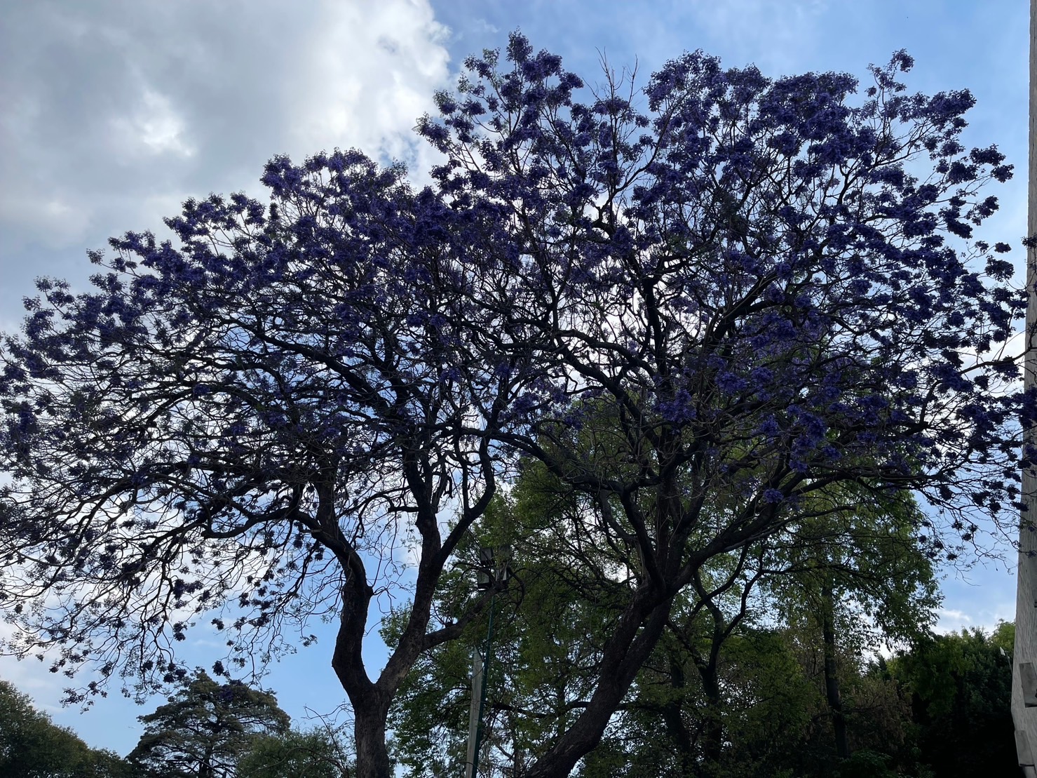 藍花楹盛放。(攝影/古碧玲)