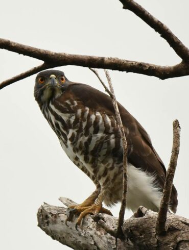 正面鳳頭蒼鷹。（攝影/鄭育慧）
