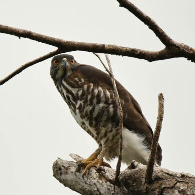 正面鳳頭蒼鷹。（攝影/鄭育慧）