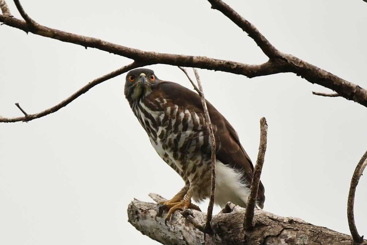 正面鳳頭蒼鷹。（攝影/鄭育慧）