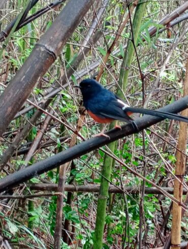 （攝影／張淑玲）