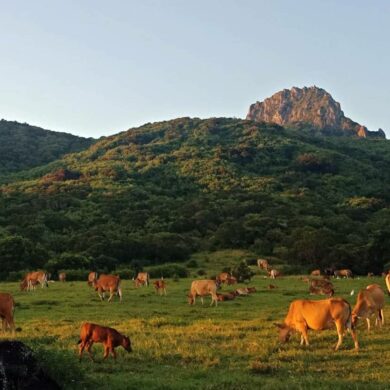 大尖山下的放牧牛群 (攝影/ 李盈瑩)