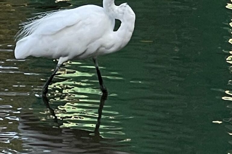 水浴當然是受到很多動物歡迎的散熱方法，如從家中的寵物狗到都市的野鳥…(攝影/古碧玲)