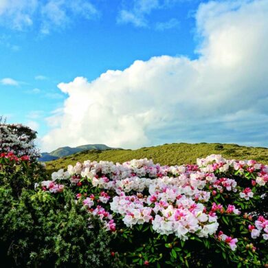 合歡山石門山北峰拍的玉山杜鵑，如寶石鑲嵌在山野之中。（攝影/郭英豪）