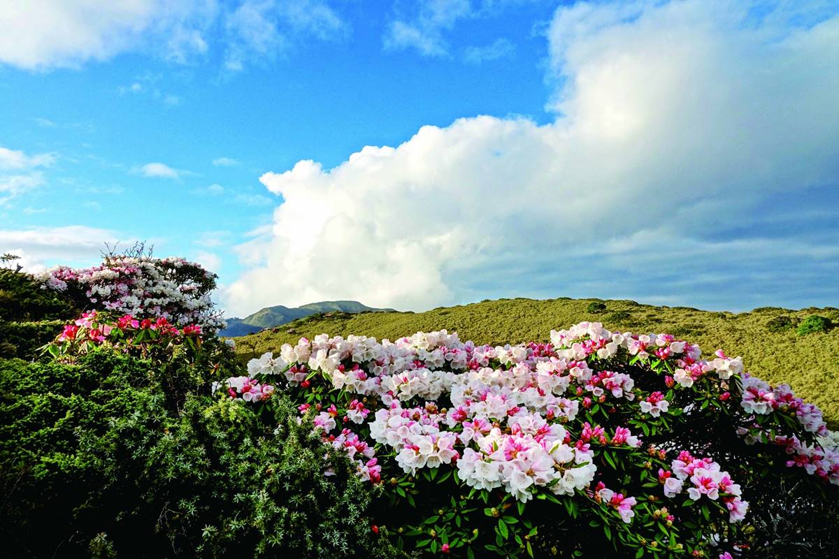 合歡山石門山北峰拍的玉山杜鵑，如寶石鑲嵌在山野之中。（攝影/郭英豪）