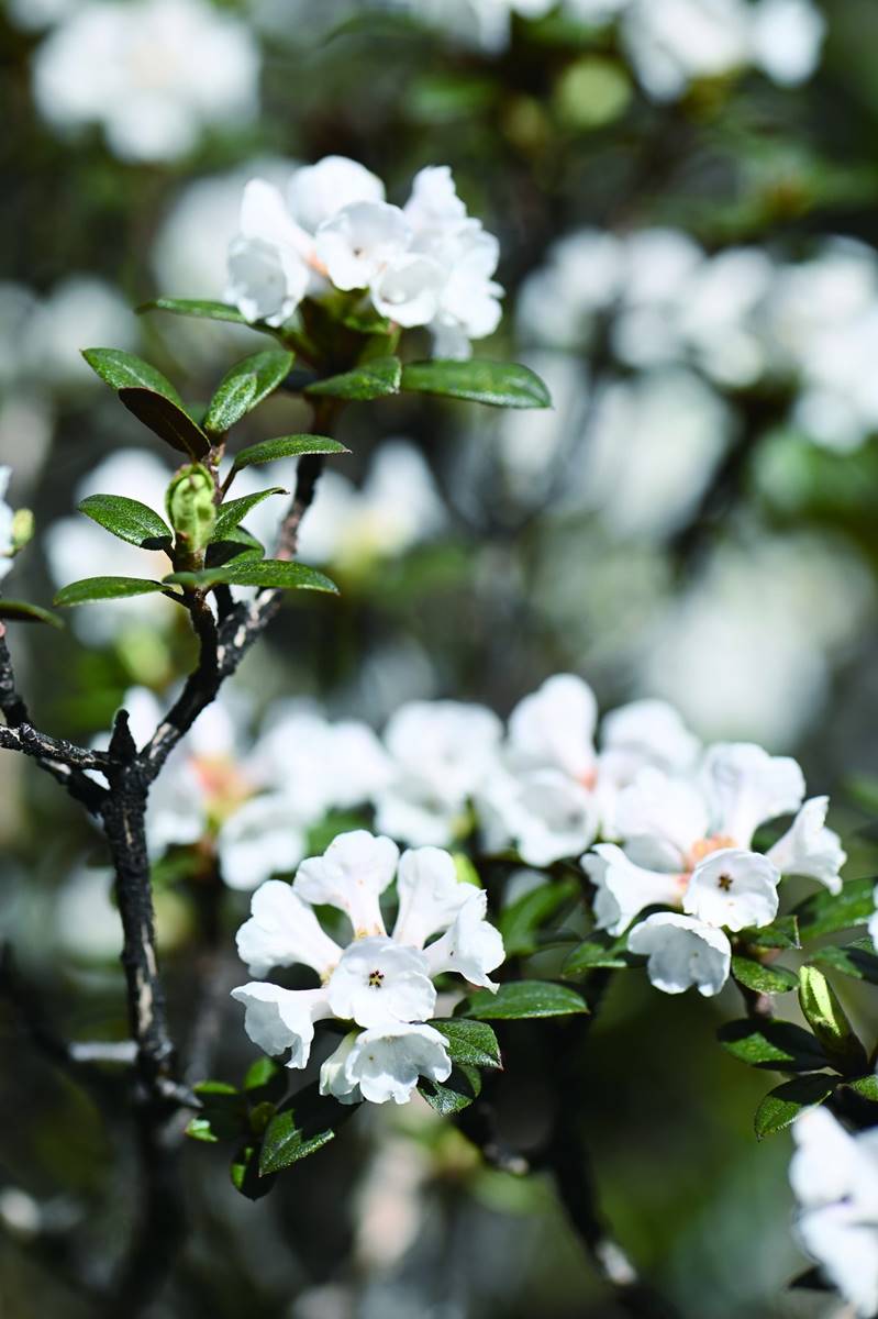 橫斷山的櫻草杜鵑（攝影/游旨价）