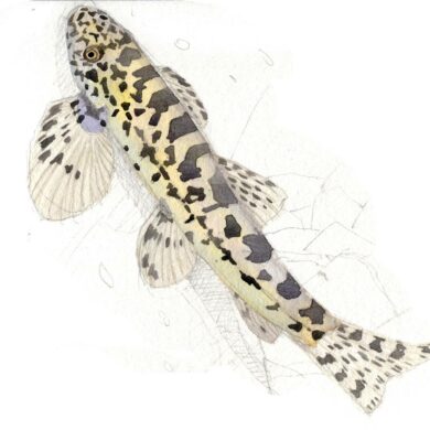 纓口台鰍（圖／李政霖）