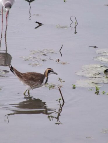 水雉幼鳥(林大利攝)（圖／林大利）