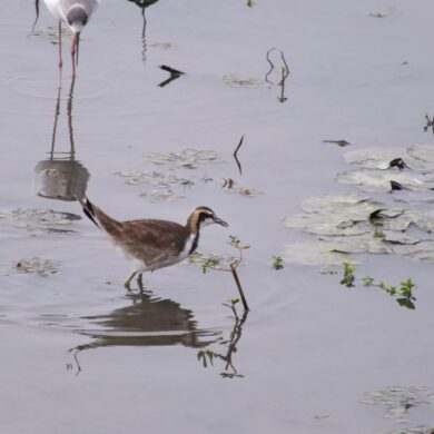 水雉幼鳥(林大利攝)（圖／林大利）