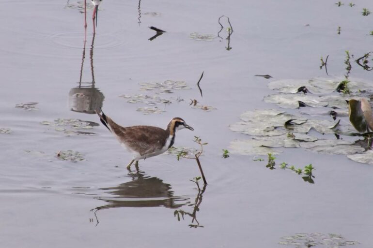 水雉幼鳥(林大利攝)（圖／林大利）