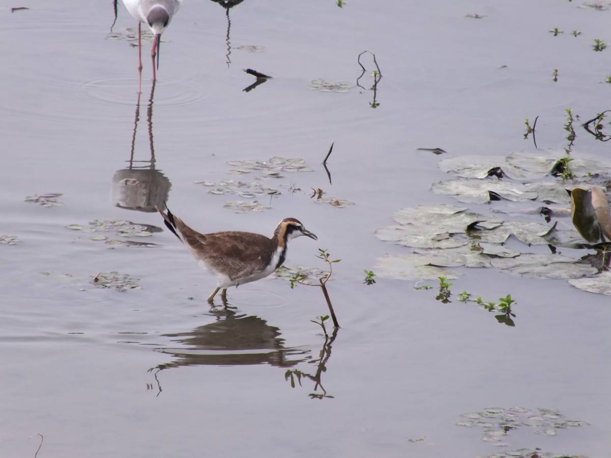 水雉幼鳥(林大利攝)（圖／林大利）