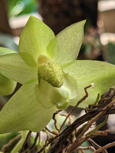 因緣際會獲贈的阿里山豆蘭及其花苞。(攝影/陳姵穎)