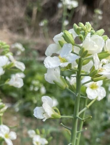 芥蘭菜筍有潔白的花朵，開花後莖葉纖維變粗，建議莖先去皮再食用(攝影/陳美禎)