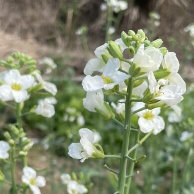 芥蘭菜筍有潔白的花朵，開花後莖葉纖維變粗，建議莖先去皮再食用(攝影/陳美禎)